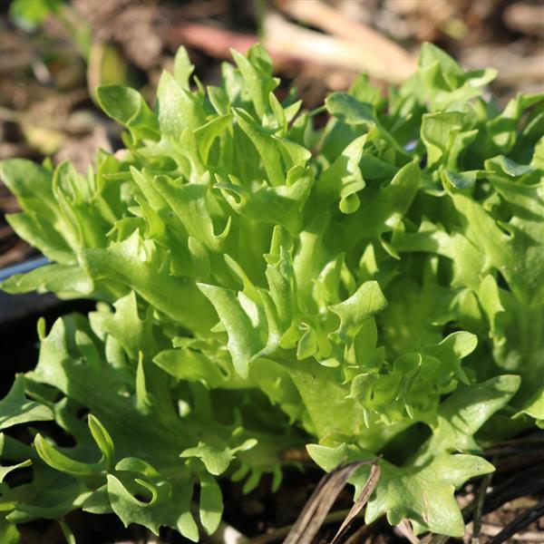 Lettuce Seeds Frillice Vegetable Seeds