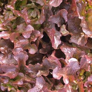 Lettuce Seeds Oak Leaf Red Vegetable Seeds