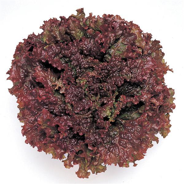 Lettuce Seeds Red Fire Vegetable Seeds