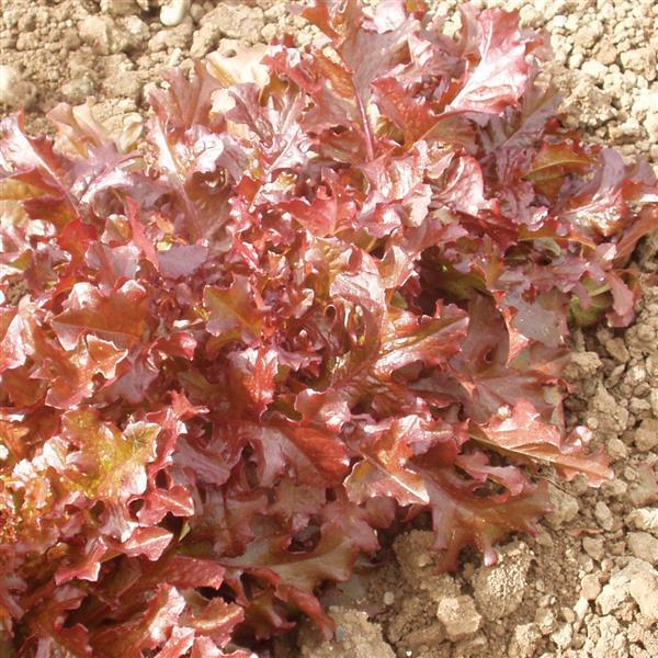 Lettuce Seeds Red Salad Bowl Vegetable Seeds