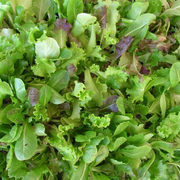 Lettuce Seeds Salad Bowl Mix Vegetable Seeds