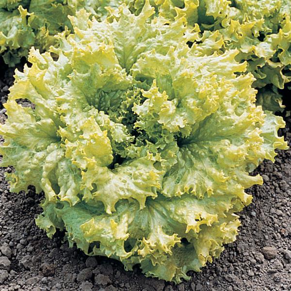 Lettuce Seeds Simpson Elite Vegetable Seeds