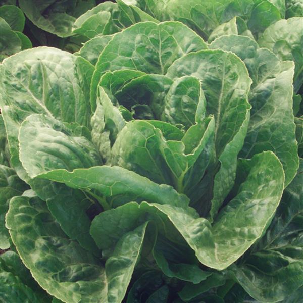 Lettuce Seeds Valley Heart Vegetable Seeds