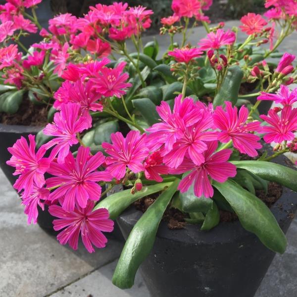 Lewisia Seeds Lewisia Elise Ruby Red