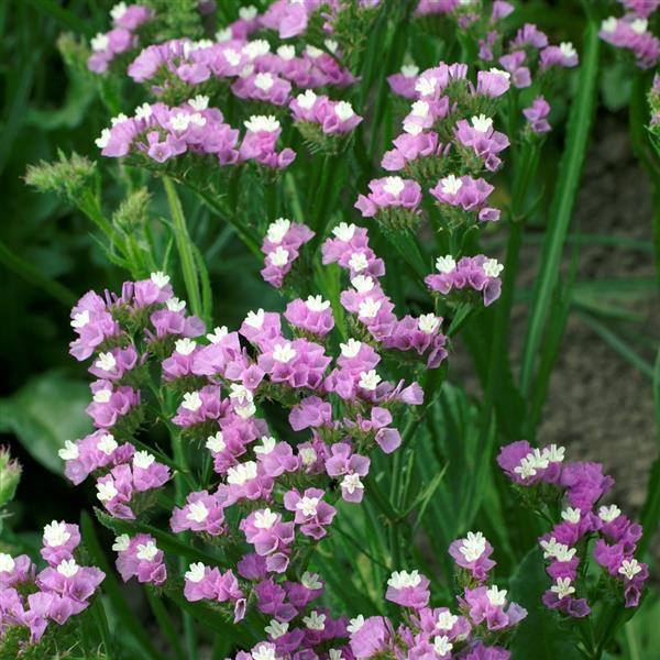 Statice Seeds Limonium Seeker Rose Shades Seeds Cut Flower