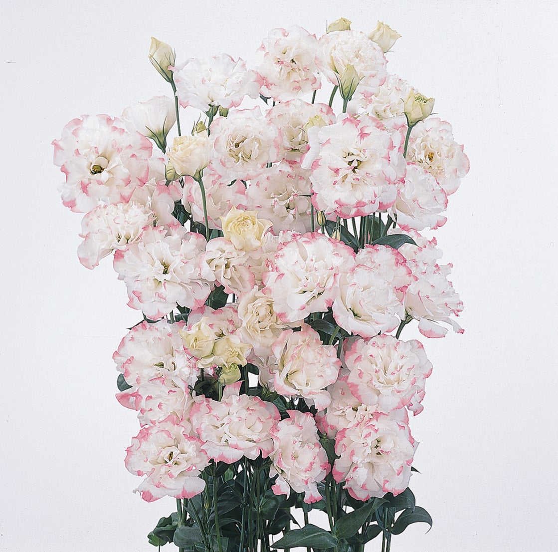 rose seeds bulk Bulk Lisianthus Seeds Lisianthus ABC Rose Rim Pelleted Seeds – Buy Bulk Seeds