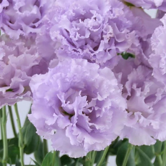 Bulk Lisianthus Seeds Lisianthus Celebrity Lavender Pelleted Seeds