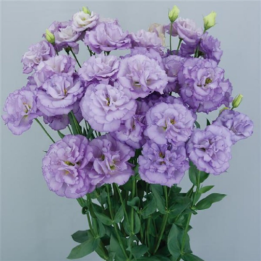 Bulk Lisianthus Seeds Lisianthus Celebrity Orchid Pelleted Seeds