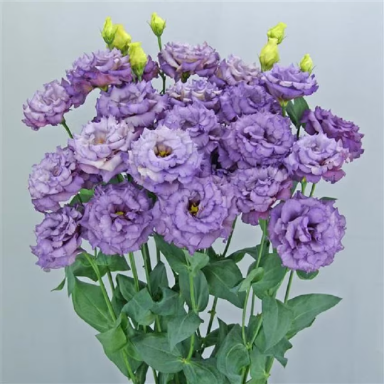 Bulk Lisianthus Seeds Lisianthus Celebrity Metallic Blue Pelleted Seeds