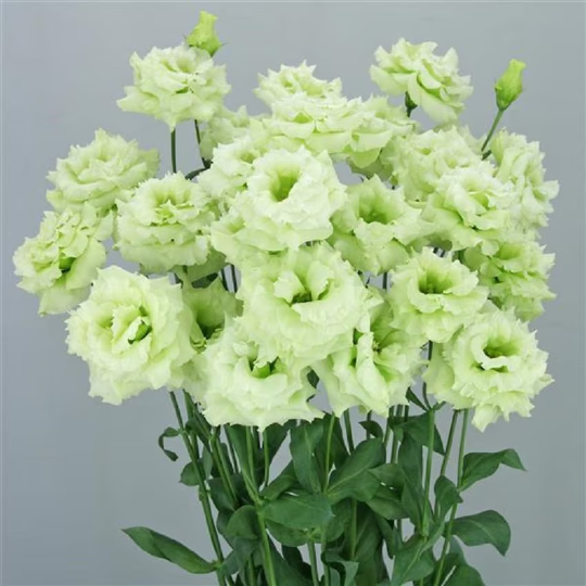 Bulk Lisianthus Seeds Lisianthus Celebrity Mint Green Pelleted Seeds