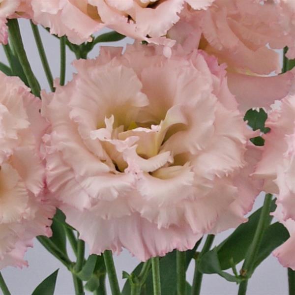 Bulk Lisianthus Seeds Lisianthus Celebrity Misty Pink Pelleted Seeds