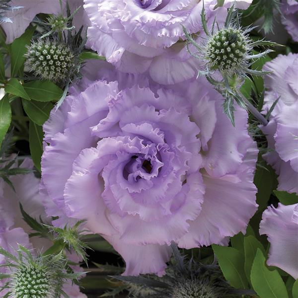 lavender seeds in bulk Bulk Lisianthus Seeds Lisianthus Corelli Lavender Ice Pelleted Seeds – Buy Bulk Seeds
