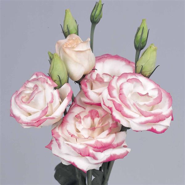 hot lips flower seeds Bulk Lisianthus Seeds Lisianthus Rosita Hot Lips 1,000 Pelleted Seeds – Buy Bulk Seeds