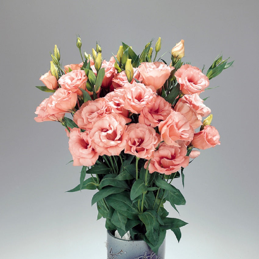 Lisianthus Seeds Lisianthus Super Magic Apricot 1,000 Pelleted Seeds