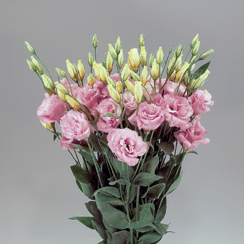 flower seeds lisianthus seeds Lisianthus Seeds Lisianthus Super Magic Rose 1,000 Pelleted Seeds – Buy Bulk Seeds