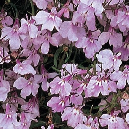 Lobelia Seeds Lobelia Regatta Lilac 1,000 Multi Pelleted Seeds