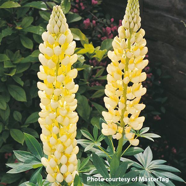Lupine Seeds Lupine Gallery Yellow Shades 1,000 Bulk Seeds