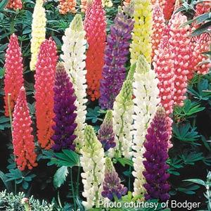 Lupine Seeds Lupine Russell Mix Perennial Seeds