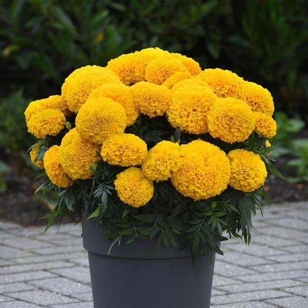 english marigold seeds Marigold Seeds African Marigold Marvel II™ Gold 1,000 Seeds – Buy Bulk Seeds