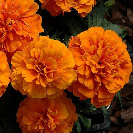 Marigold Seeds French Marigold Chica Orange