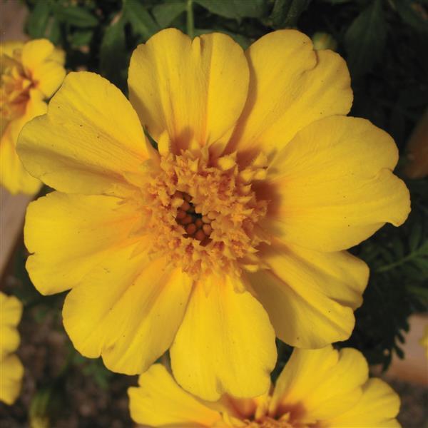 yellow french marigold seeds Marigold Seeds French Marigold Disco Yellow – Buy Bulk Seeds