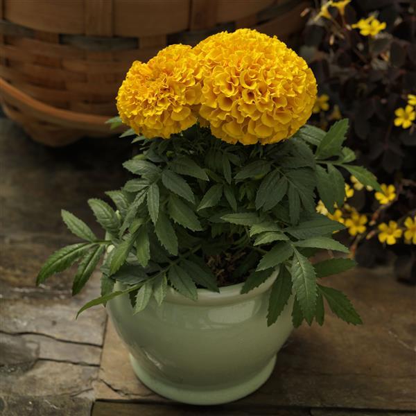 african marigold seed to flower Marigold Seeds African Marigold Proud Mari Gold 1,000 Seeds – Buy Bulk Seeds