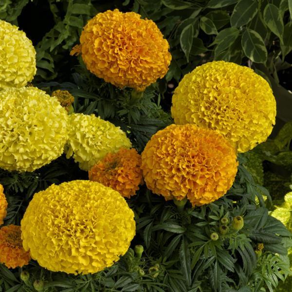 african marigold seed to flower Marigold Seeds African Marigold Proud Mari Mix 1,000 Seeds – Buy Bulk Seeds