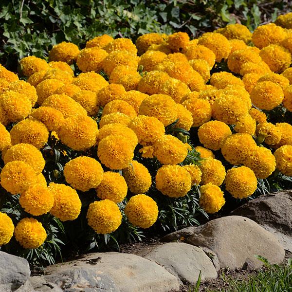 marigold bulk seeds Marigold Seeds African Marigold Taishan® Gold 1,000 Seeds – Buy Bulk Seeds