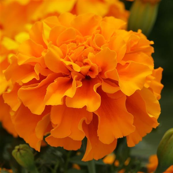 marigold seed bulk Marigold Seeds Triploid Marigold Zenith Deep Orange 1,000 Seeds – Buy Bulk Seeds