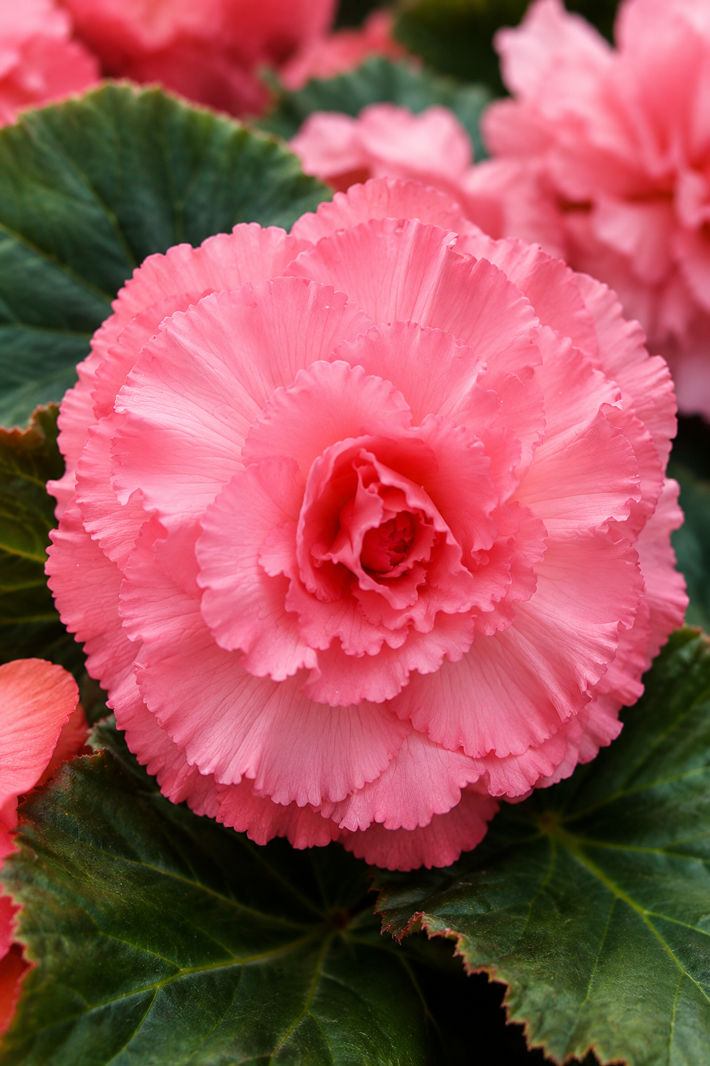 Pelleted Begonia Seeds Marquee™ Ruffled Pink Tuberous Begonia