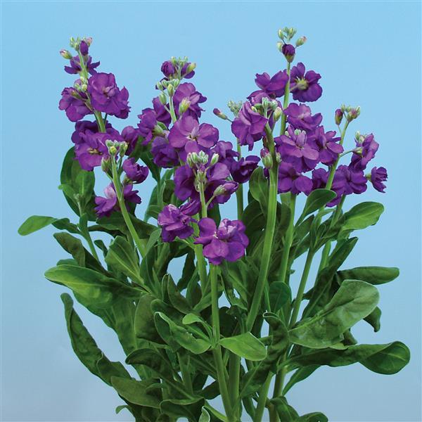 bulk cut flower seeds 1,000 Matthiola Seeds Chanter Blue Cut Flower – Buy Bulk Seeds