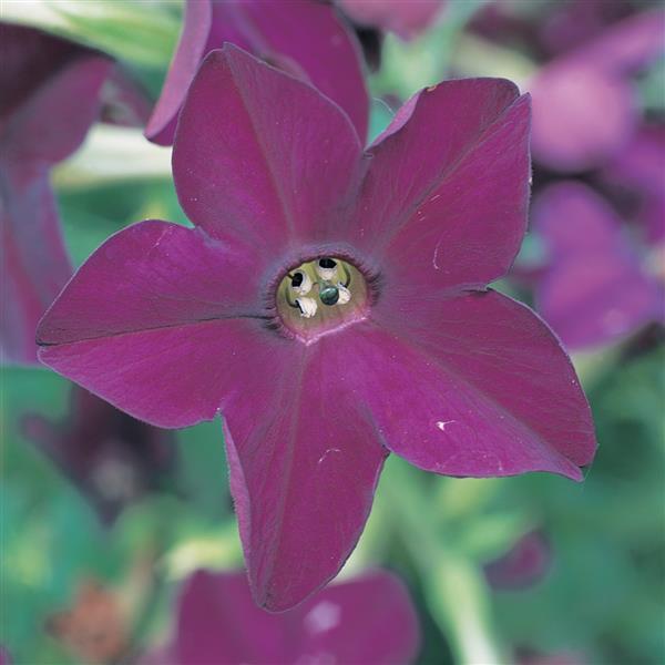 1,000 Pelleted Nicotiana Perfume Deep Purple Flower Seeds