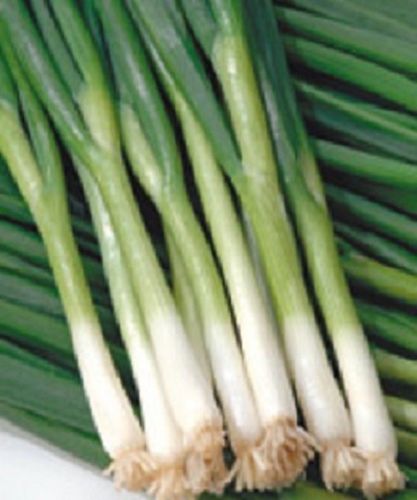 Onion Seeds Green Banner Green Onion Vegetable Seeds