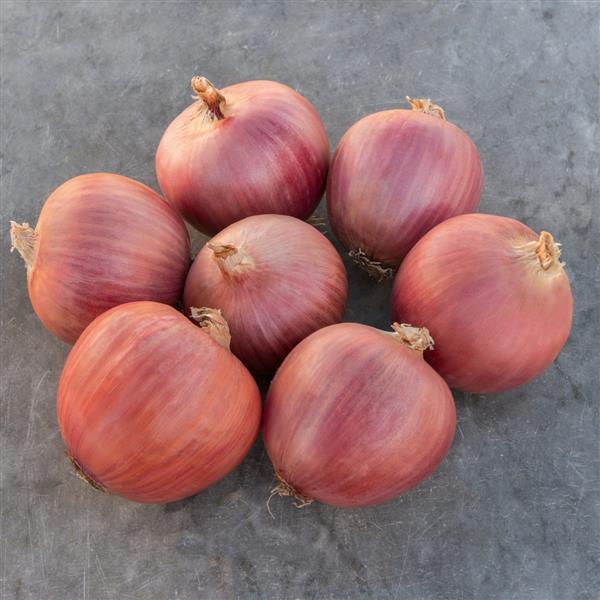 Onion Seeds Onion Blush Vegetable Seeds F1