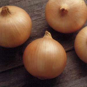 Onion Seeds Candy Onion Vegetable Seeds