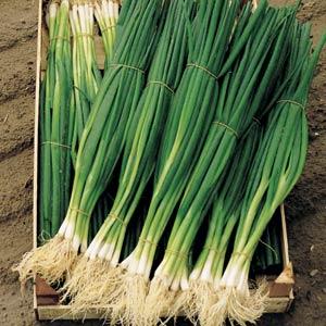 Onion Seeds Parade Bunching Onion Vegetable Seeds