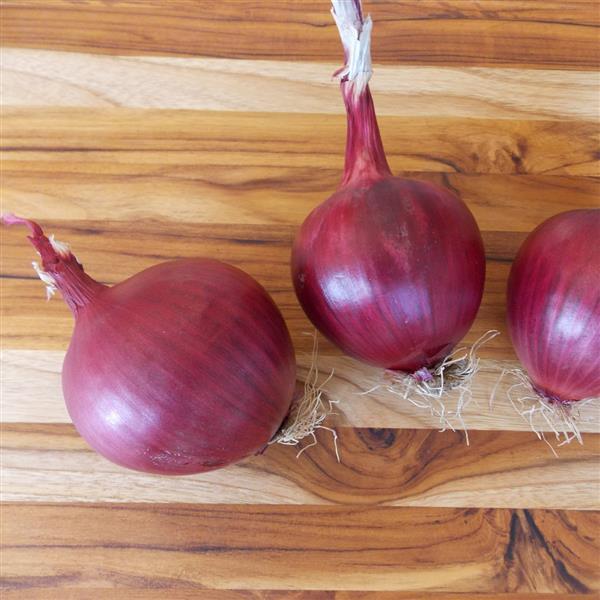 Onion Seeds Red Carpet Vegetable Seeds F1