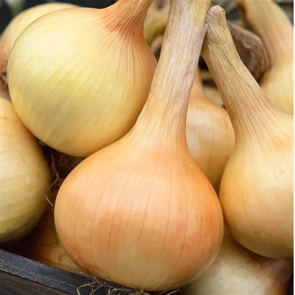 Onion Seeds Walla Walla Vegetable Seeds