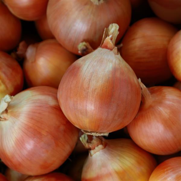 Onion Seeds Yosemite Vegetable Seeds