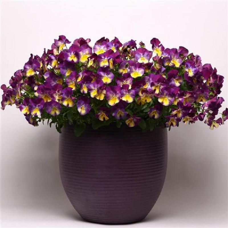 Trailing Pansy Seeds Cool Wave® Raspberry Swirl
