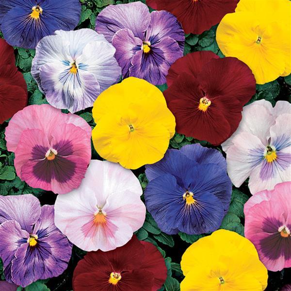 Pansy Seeds Pansy Delta Classic Monet Mix 1,000 Seeds