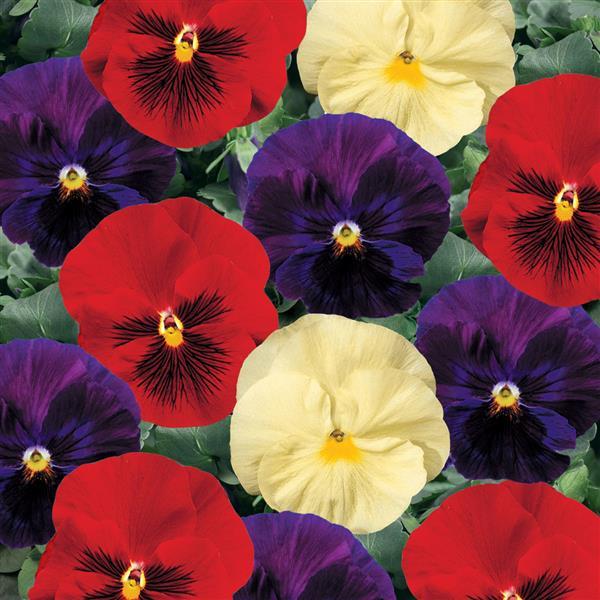 Pansy Seeds Pansy Delta Classic Wine Cheese Mix 1,000 Seeds