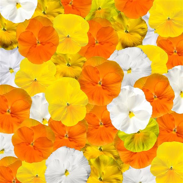 Pansy Seeds Pansy Delta Pro Citrus Mix 1,000 Seeds