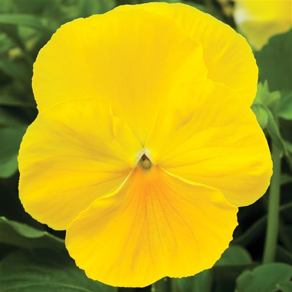 Pansy Seeds Pansy Delta Pro Clear Lemon 1,000 Seeds