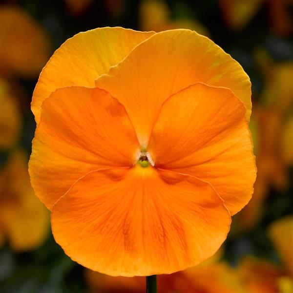 Pansy Seeds Pansy Delta Pro Clear Orange 1,000 Seeds