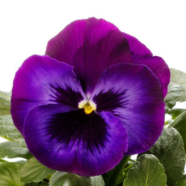 Pansy Seeds Pansy Delta Pro Neon Violet 1,000 Seeds