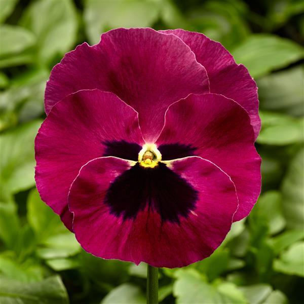 Pansy Seeds Pansy Delta Pro Rose Blotch 1,000 Seeds