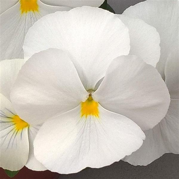 Trailing Pansy Seeds Pansy Freefall XL White