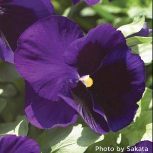 Pansy Seeds Majestic Giant II Deep Blue Blotch – 1,000 Bulk Seeds