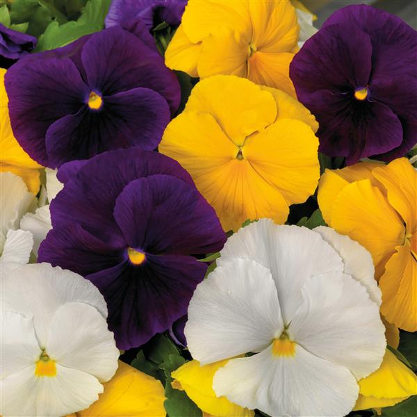 Pansy Seeds Majestic Giant II Clear Mix – 1,000 Bulk Seeds